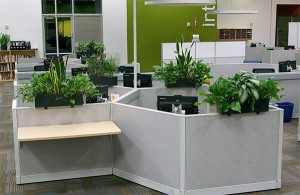 A tudományos kutatások azt mutatják, hogy az irodában lévő szobanövények csökkentik a stresszt